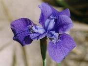 siberia Blue Sapphire